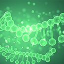 Plasmid