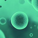 Cell